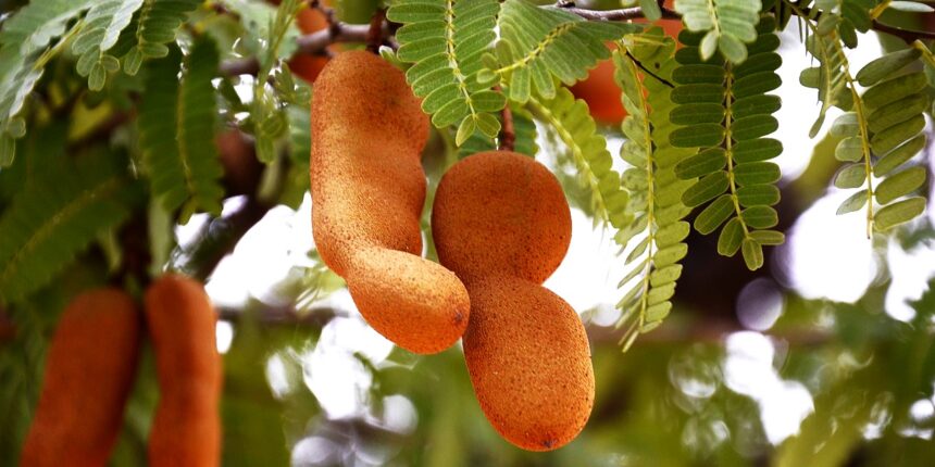 इमली के लाभ Tamarind Benefits