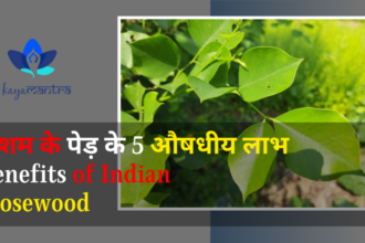 शीशम